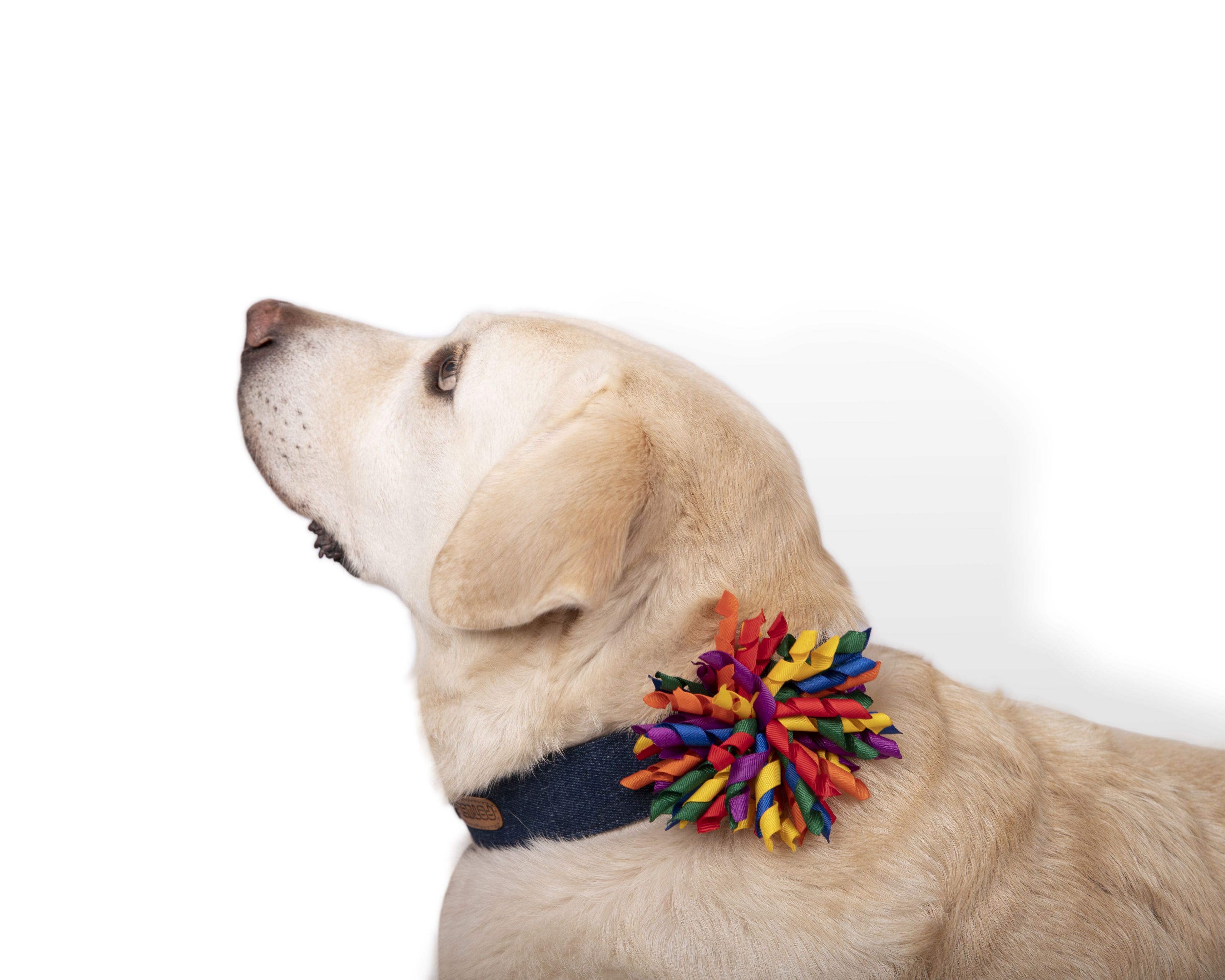 PetWale Bow-tie for Dogs - Rainbow