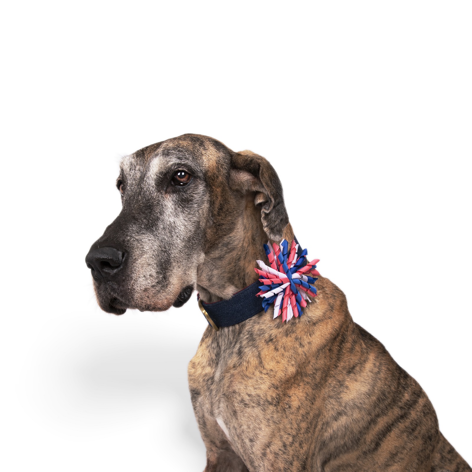 PetWale Bow-tie for Dogs - Trans
